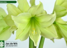 hippeastrum Lemon Lime (2)